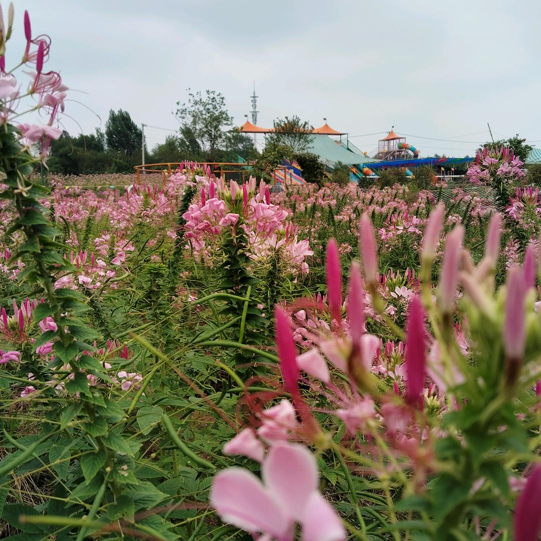 花季乐园小磕巴