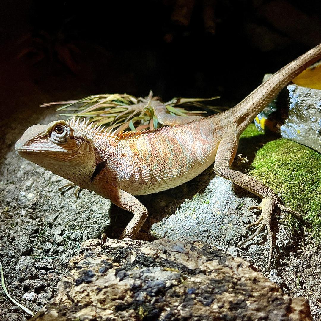 虫鸣探秘活体自然博物馆