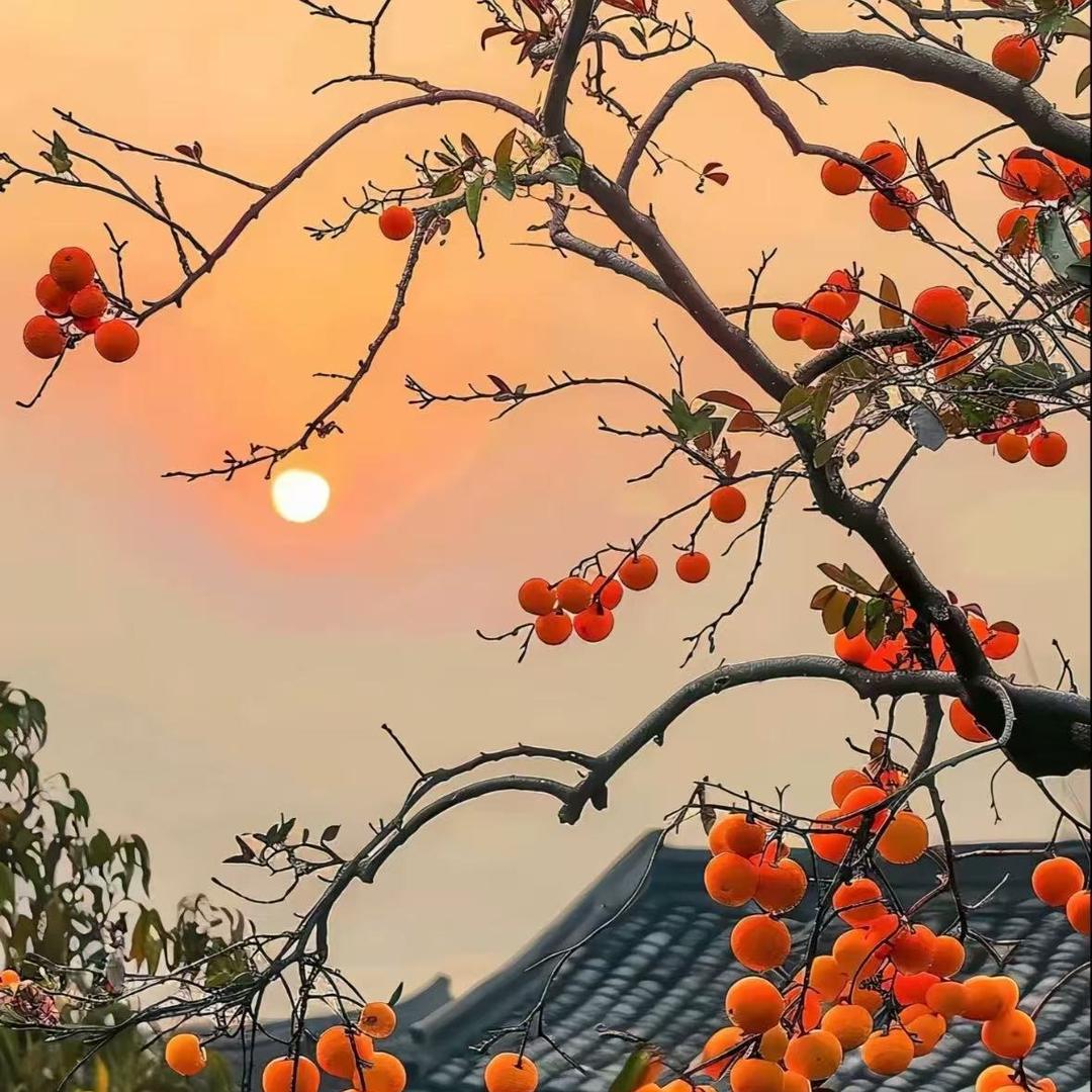 王氏传承 直播号