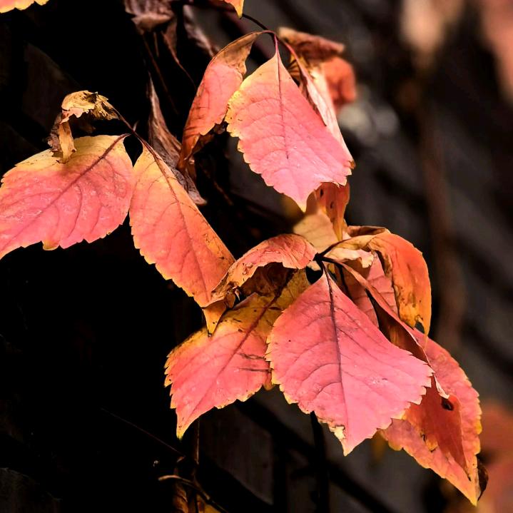 智能学业规划中心燕郊八中店