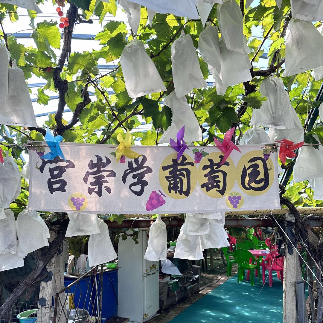宫崇学葡萄采摘园