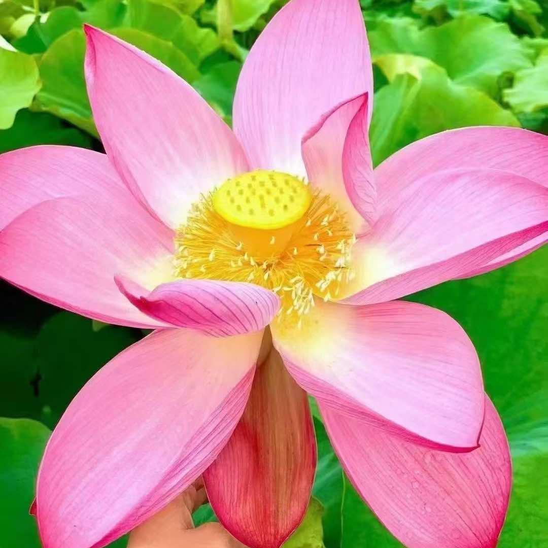 大唐辣妈(盛高大城店)官方号