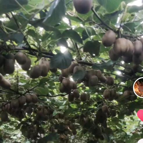 心悦果果