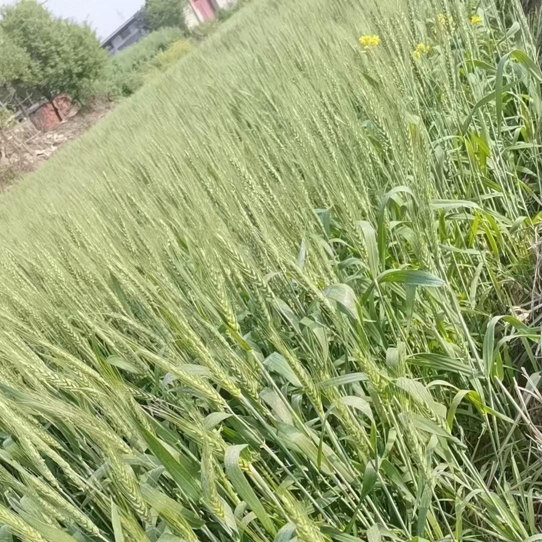 龙井士多店深圳市霄颖隆科技实业有限公司客服号