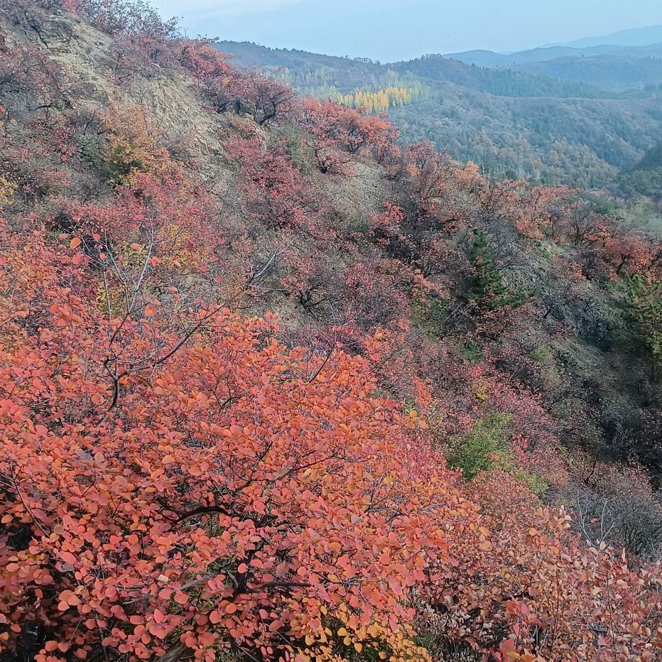 御驾蝶美膜力小铺官方号