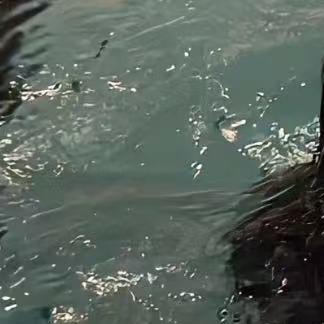 临武县嘻游bba官方号