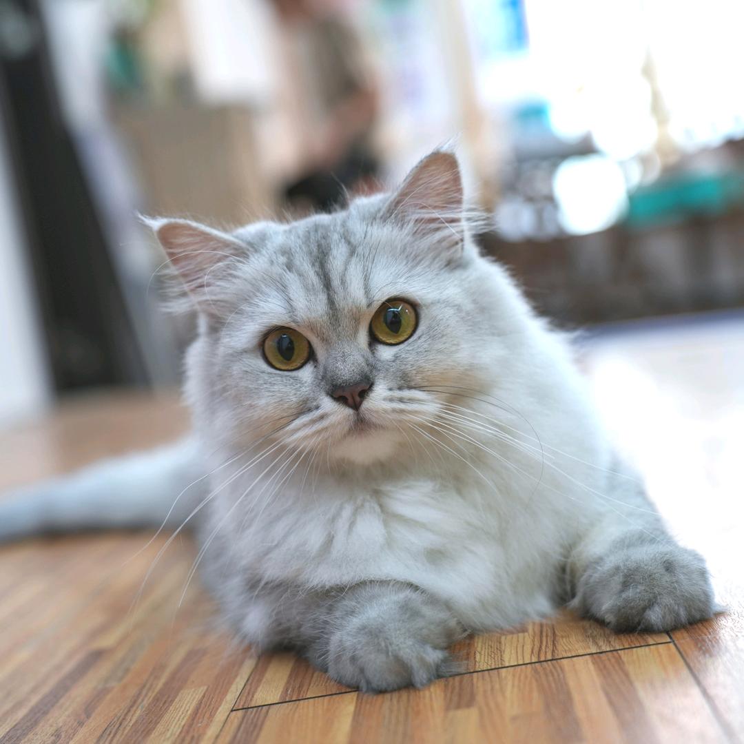 雪条店长（汕头壹家剧乐部）