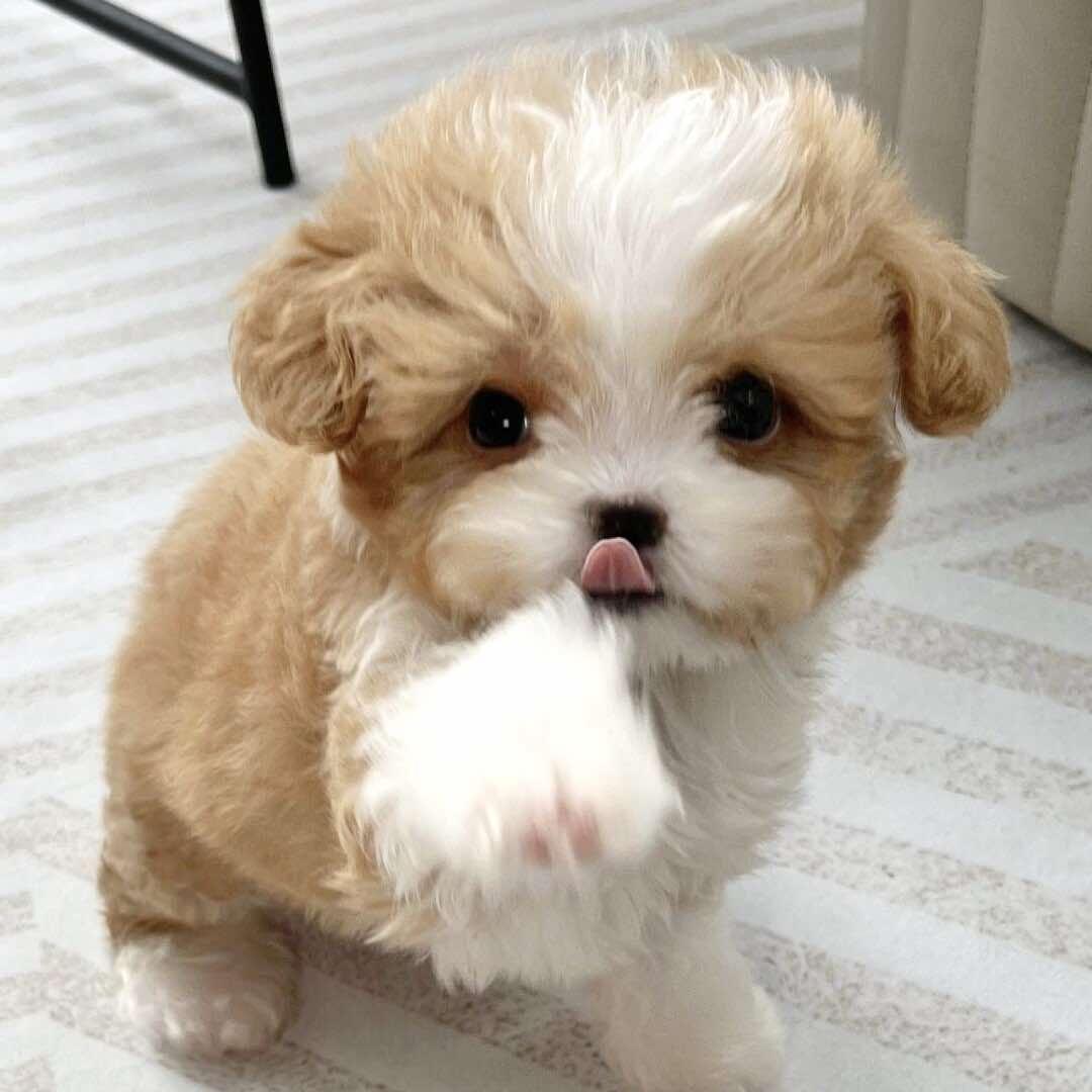 青岛鲁宠天下宠物基地-市北店