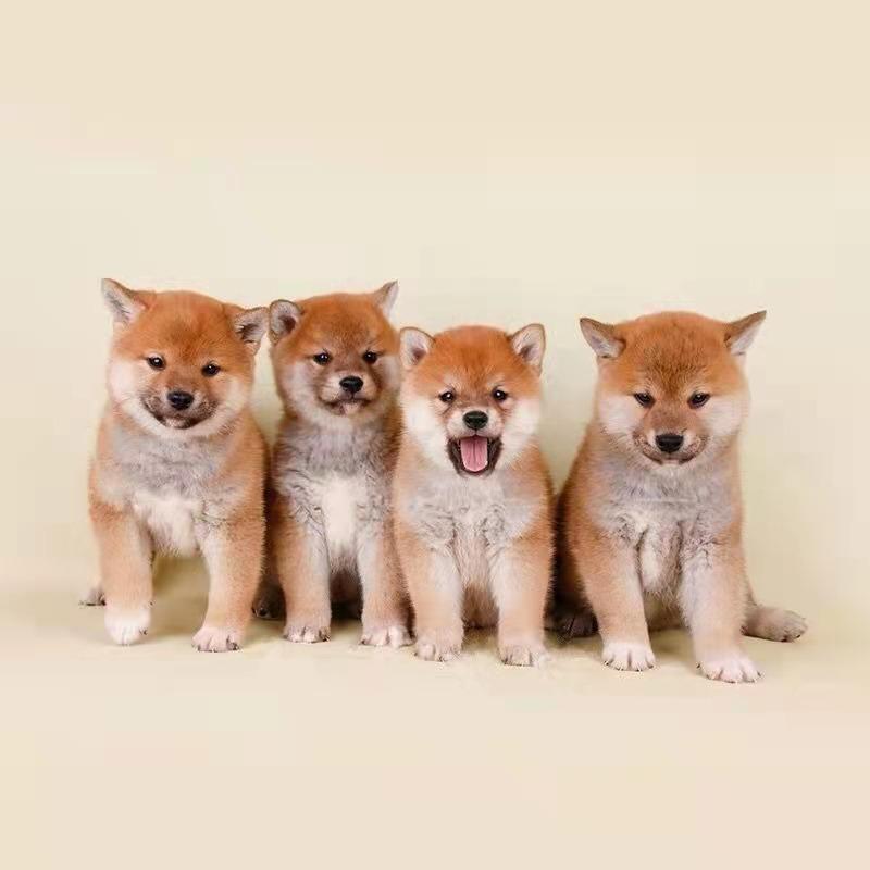 卿尘萌宠