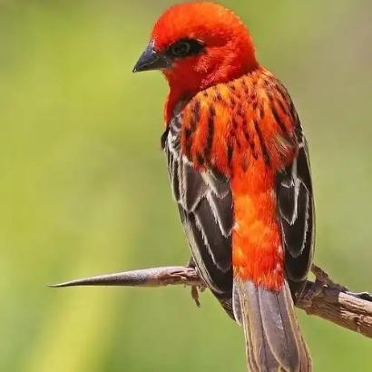 水源二丫日常号