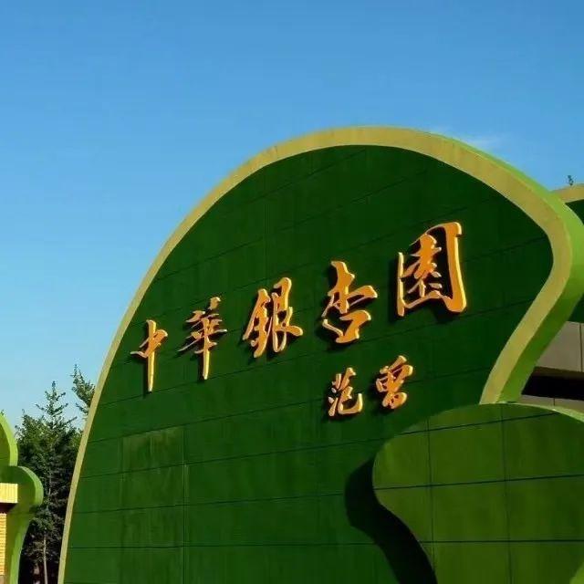 中华银杏园景区