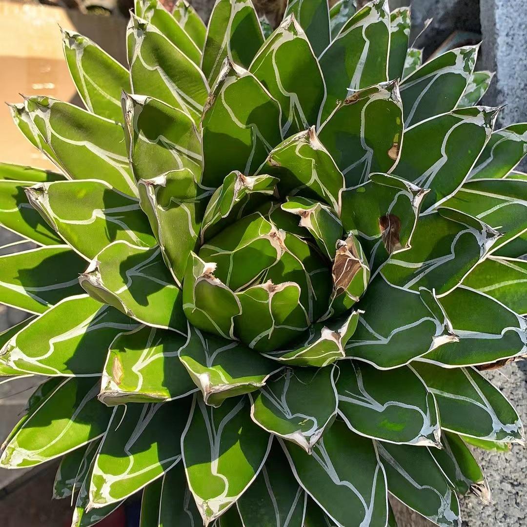 花语酥饼小鑫（花语萌心）