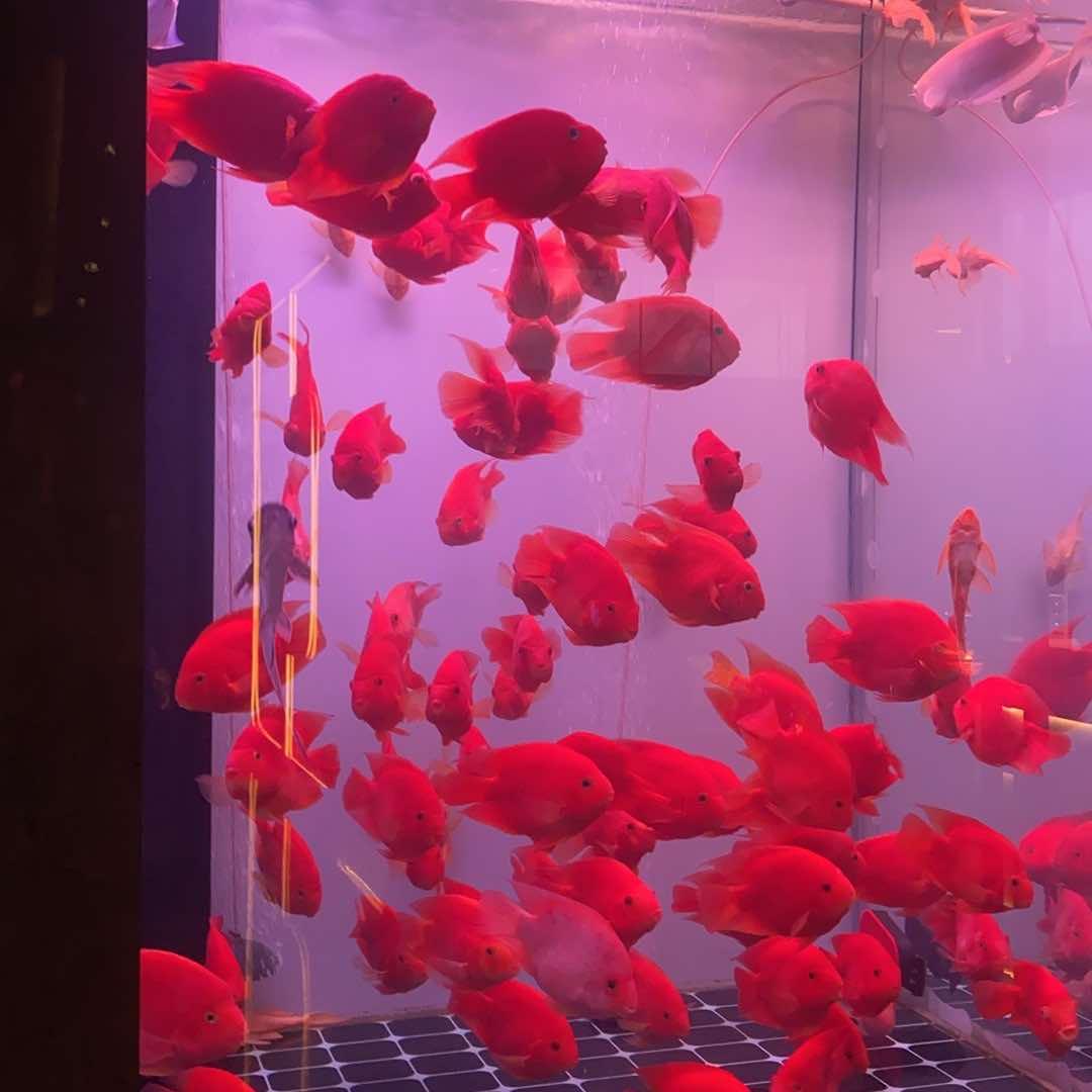 思遇.澜悦會-嘤嘤