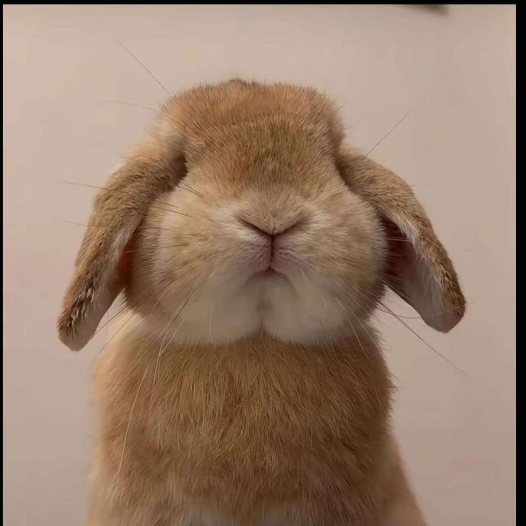 蝴蝶桌游阿曼