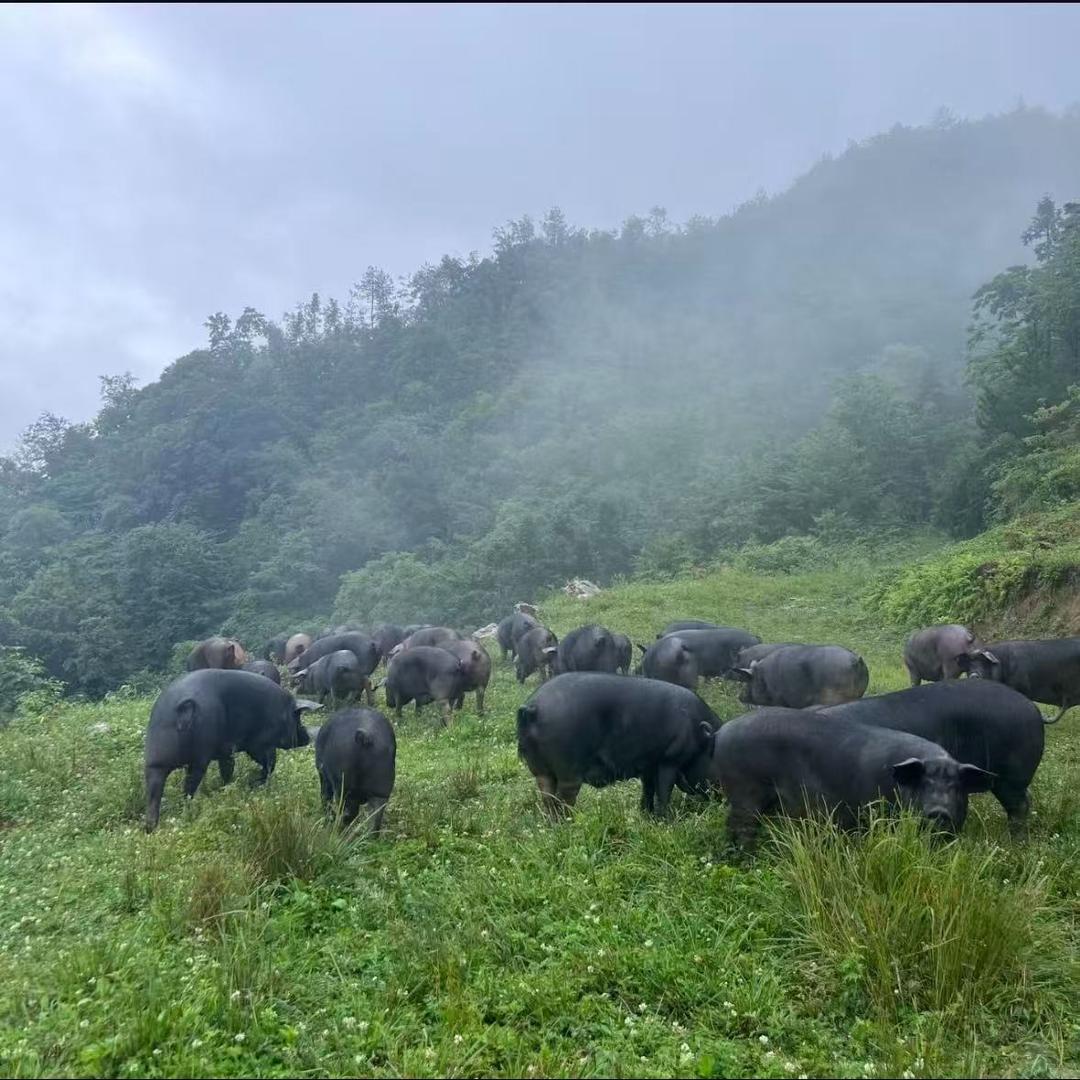 阿九牧场乾九易数宠粉号