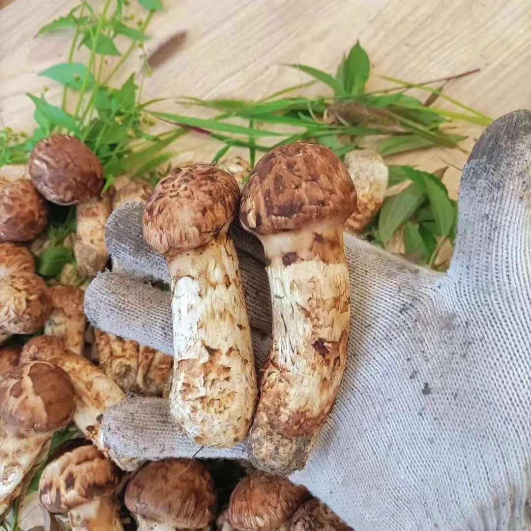 小白採松茸龙井市汇丰土特产官方账号