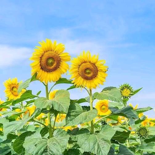 喜悦健康足道（德才园店）