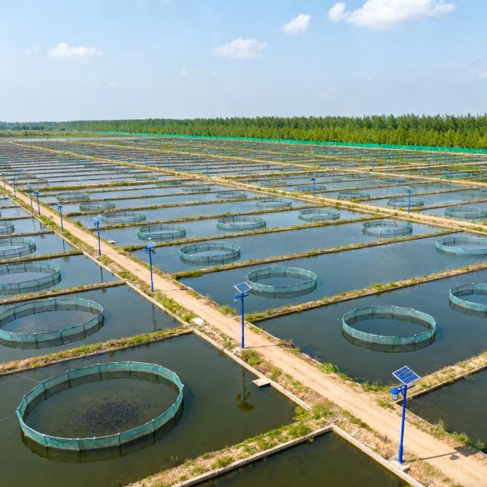 黄鳝水产养殖中心-梦汇