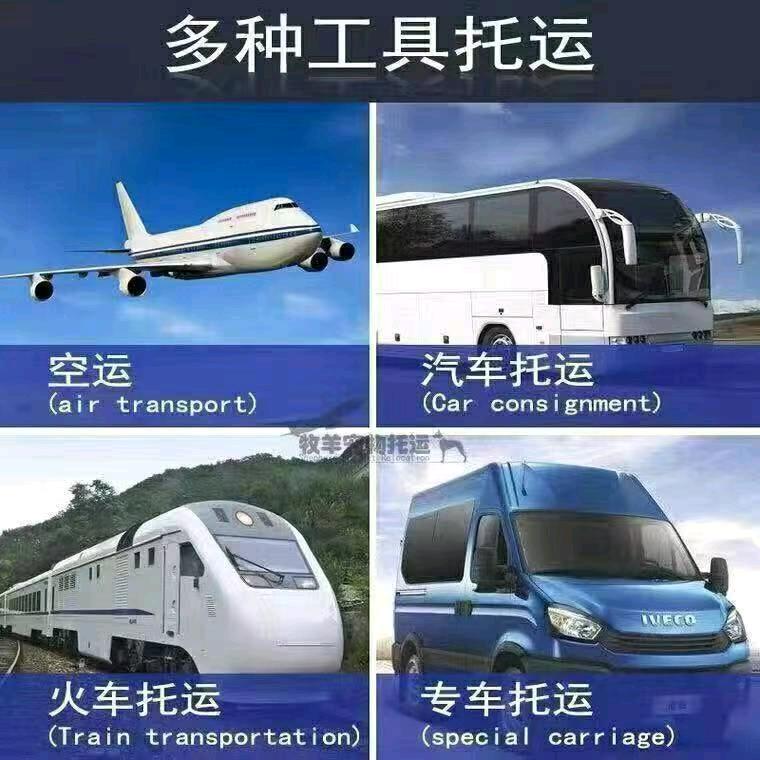 灰太狼全国宠物托运A-2