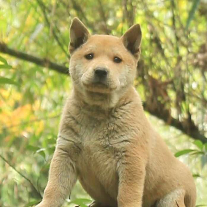 凯凯田园犬宠物店