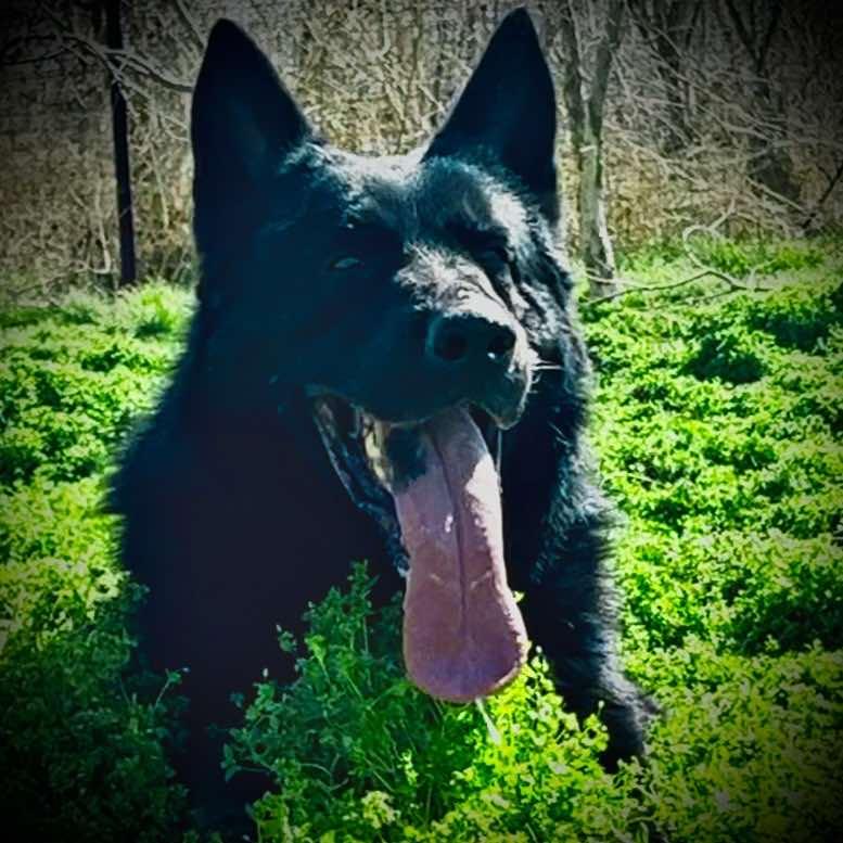 茂德（东德牧羊犬繁育）