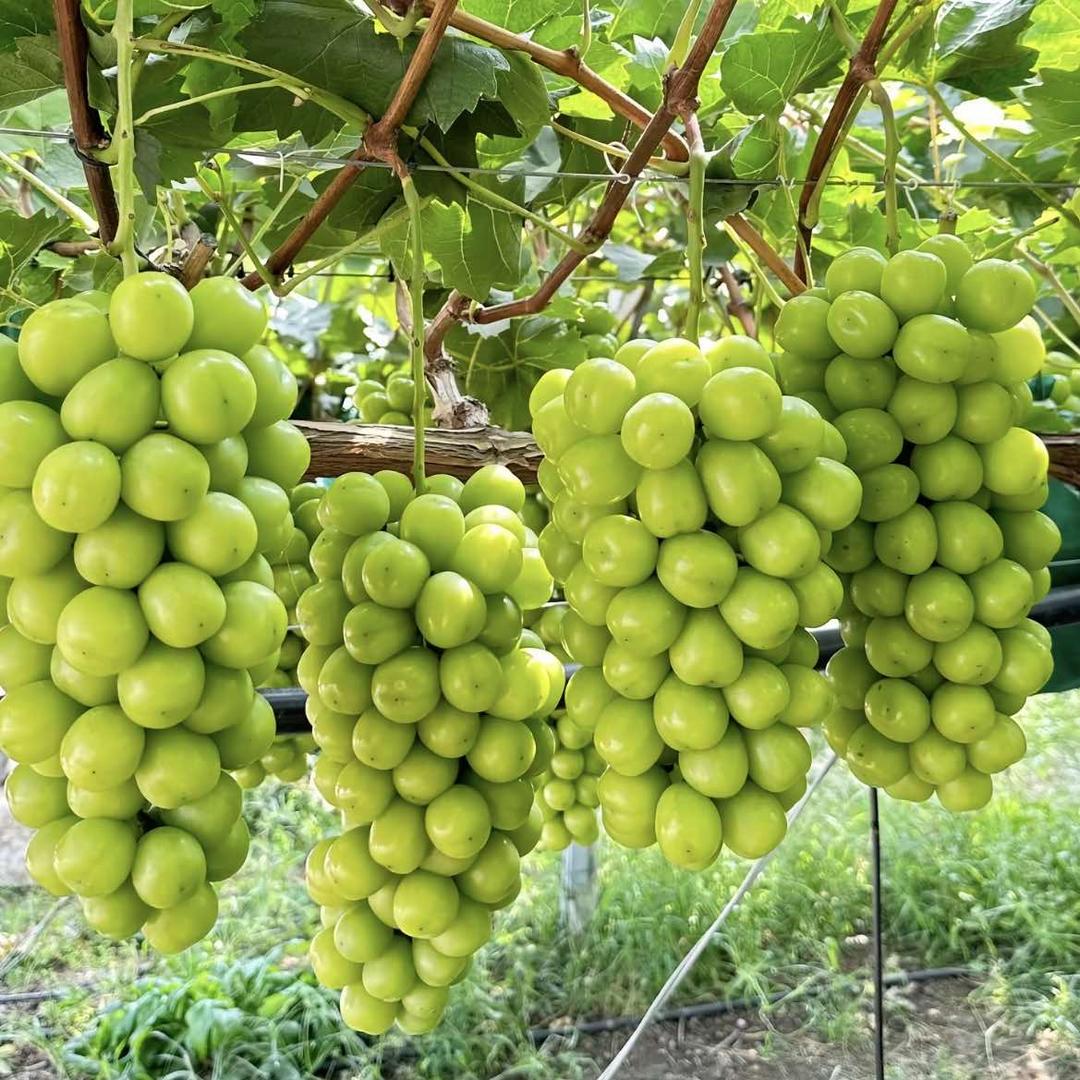 德江共和当潮果园