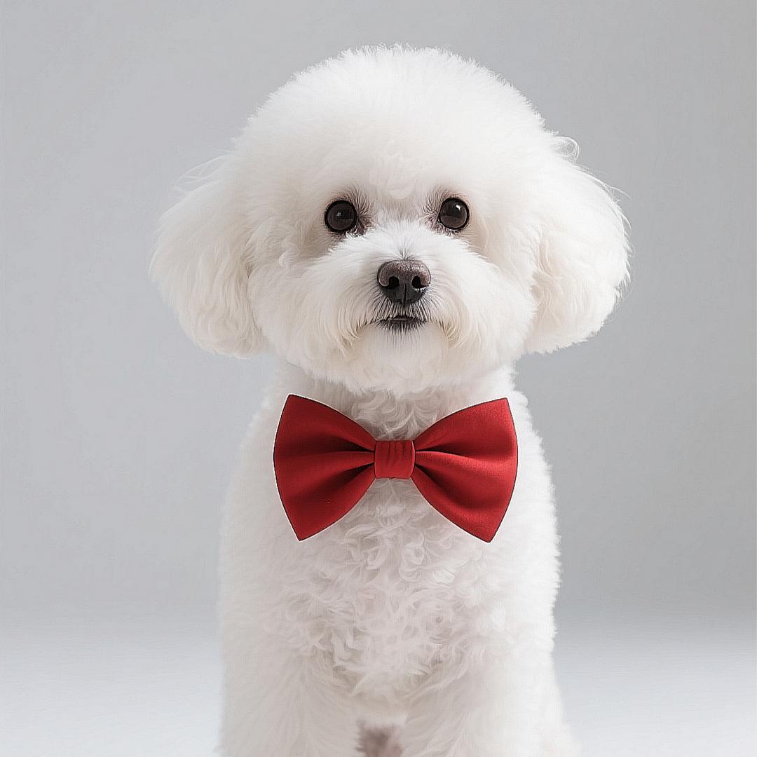 棋亦棋宠美宠物店