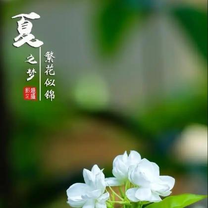 爧精直播号
