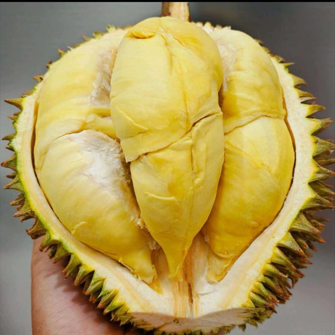 品惠达榴浪汉•宜宾江安（旺仔榴莲）