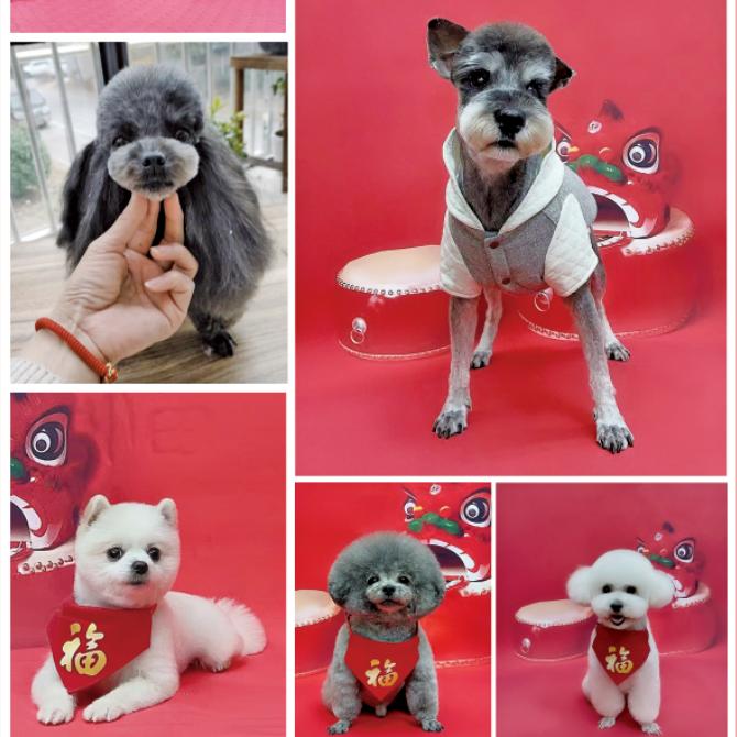 爱犬居宠物店官方号