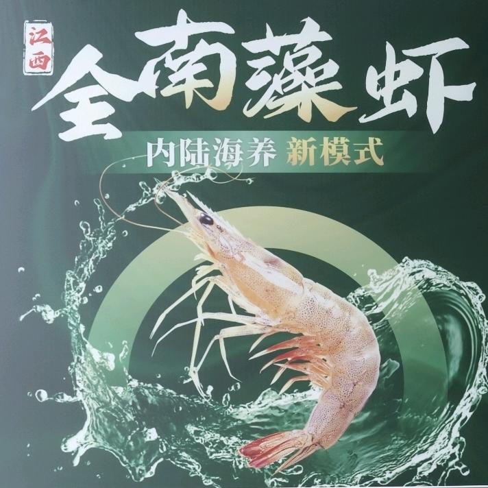 全南藻虾（专业虾生）