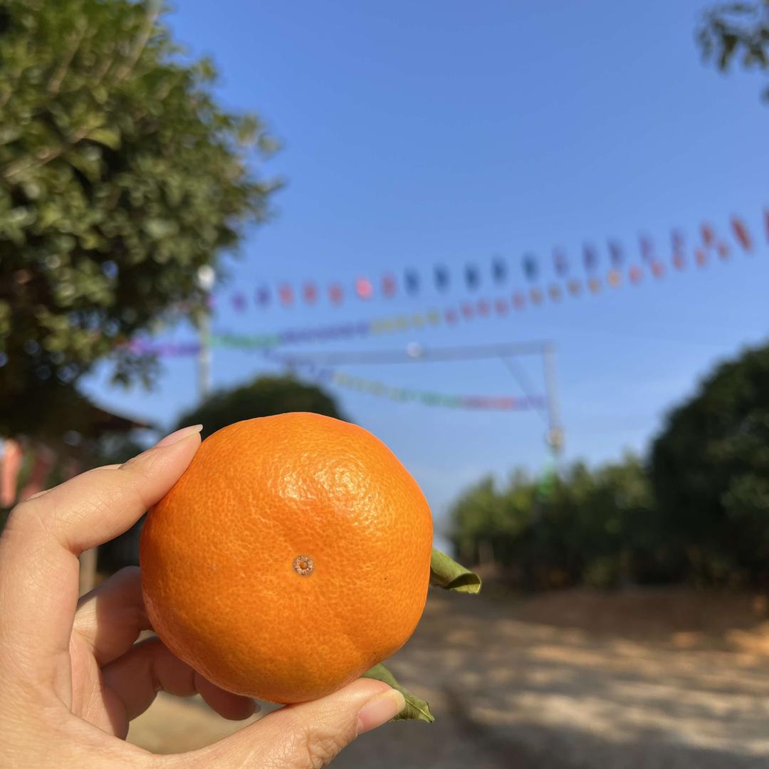 衡阳户外采摘周边游