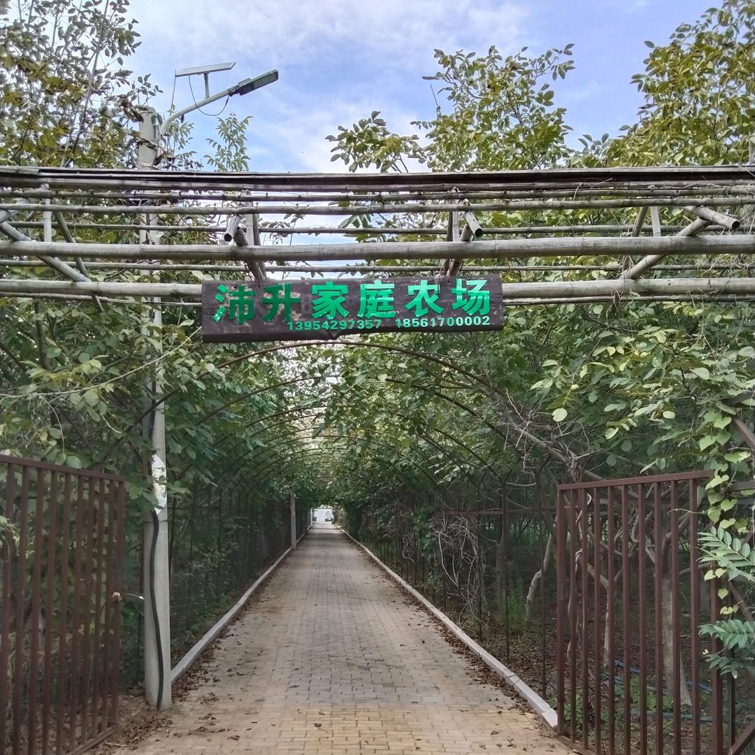 沛升家庭农场燕子