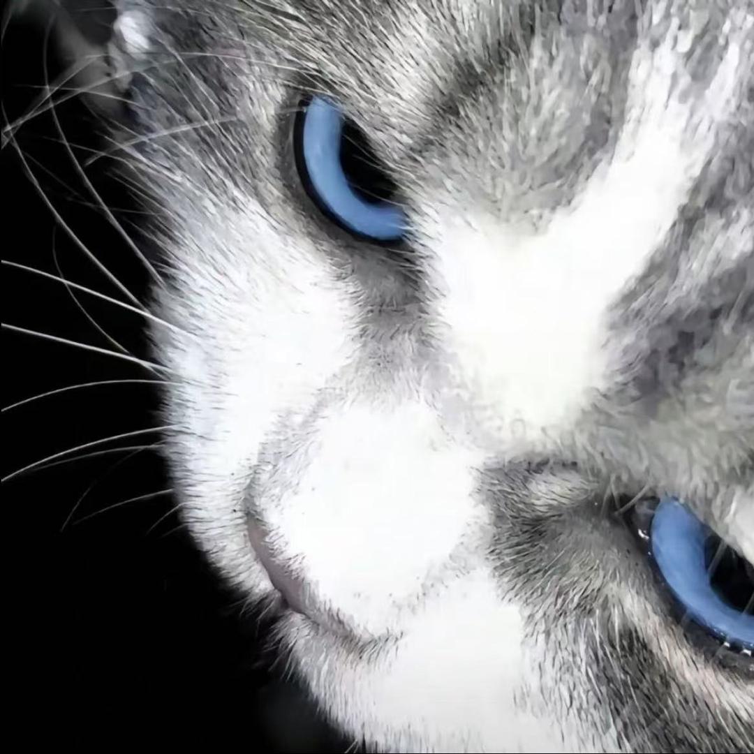 泽少4.0日用直播号