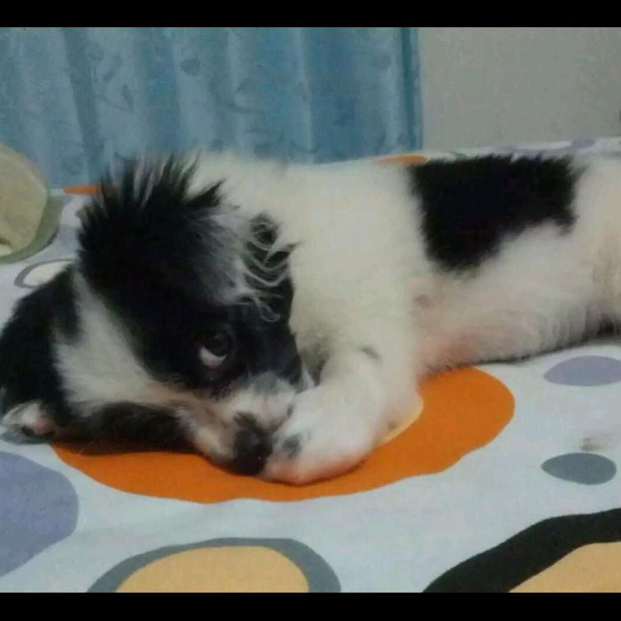 宠爱四季驿站宠物店