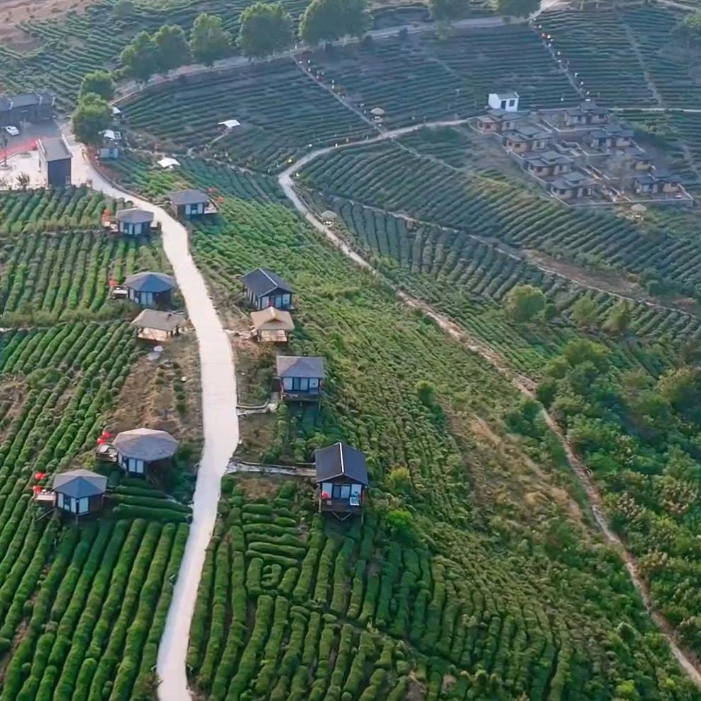 孝孟红生态观光茶园