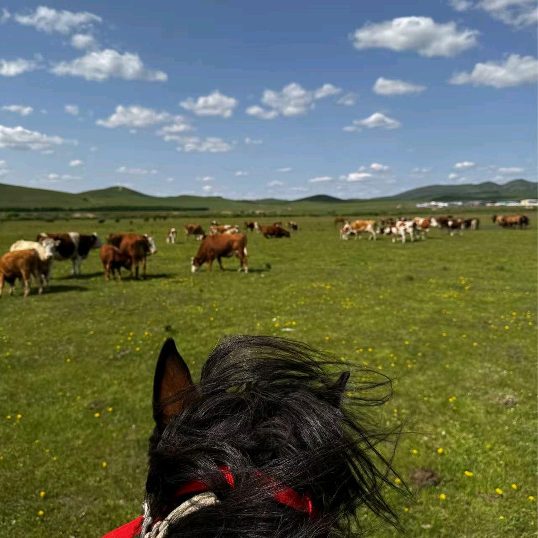 小龙--韩占利游乐园