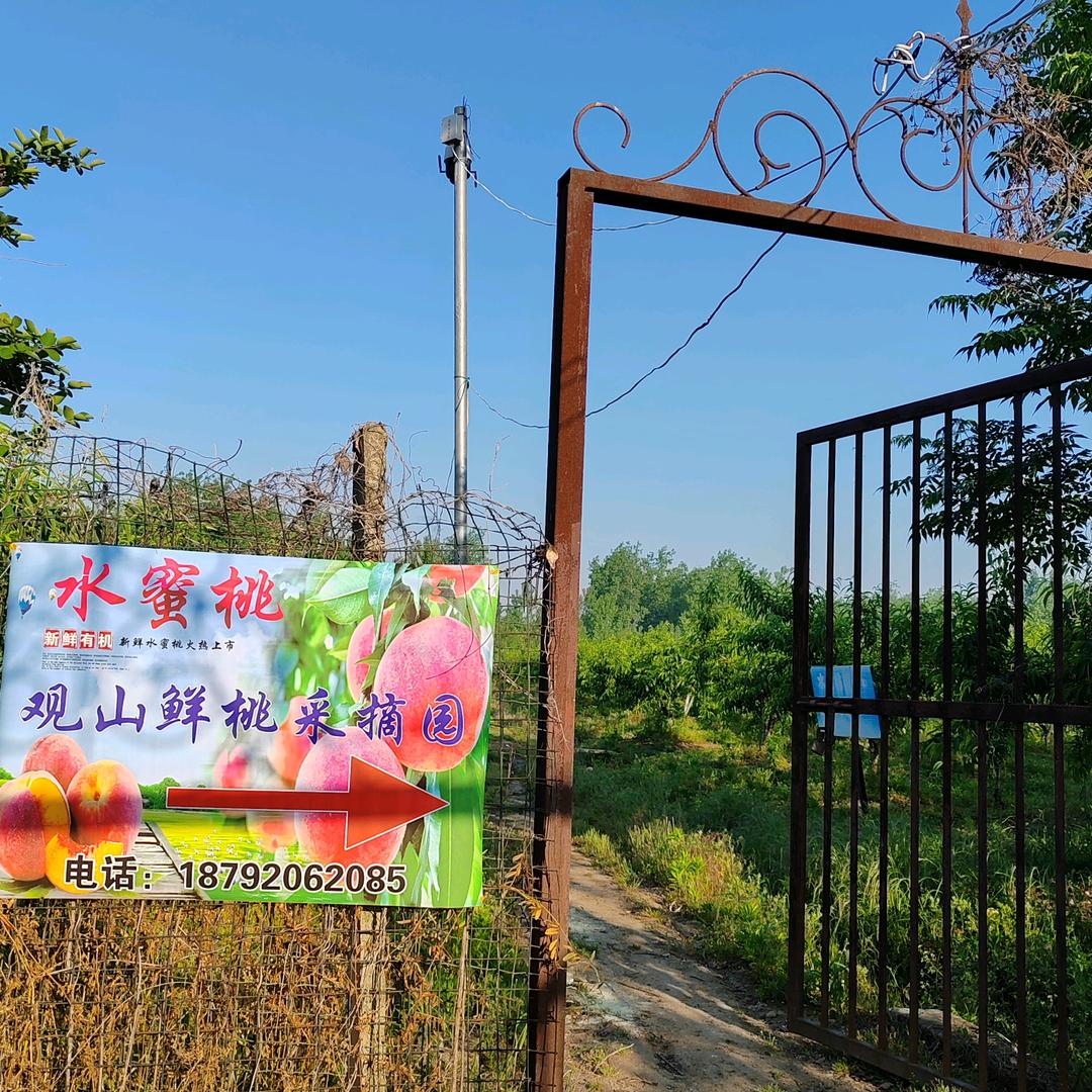 叶集观山鲜桃采摘园