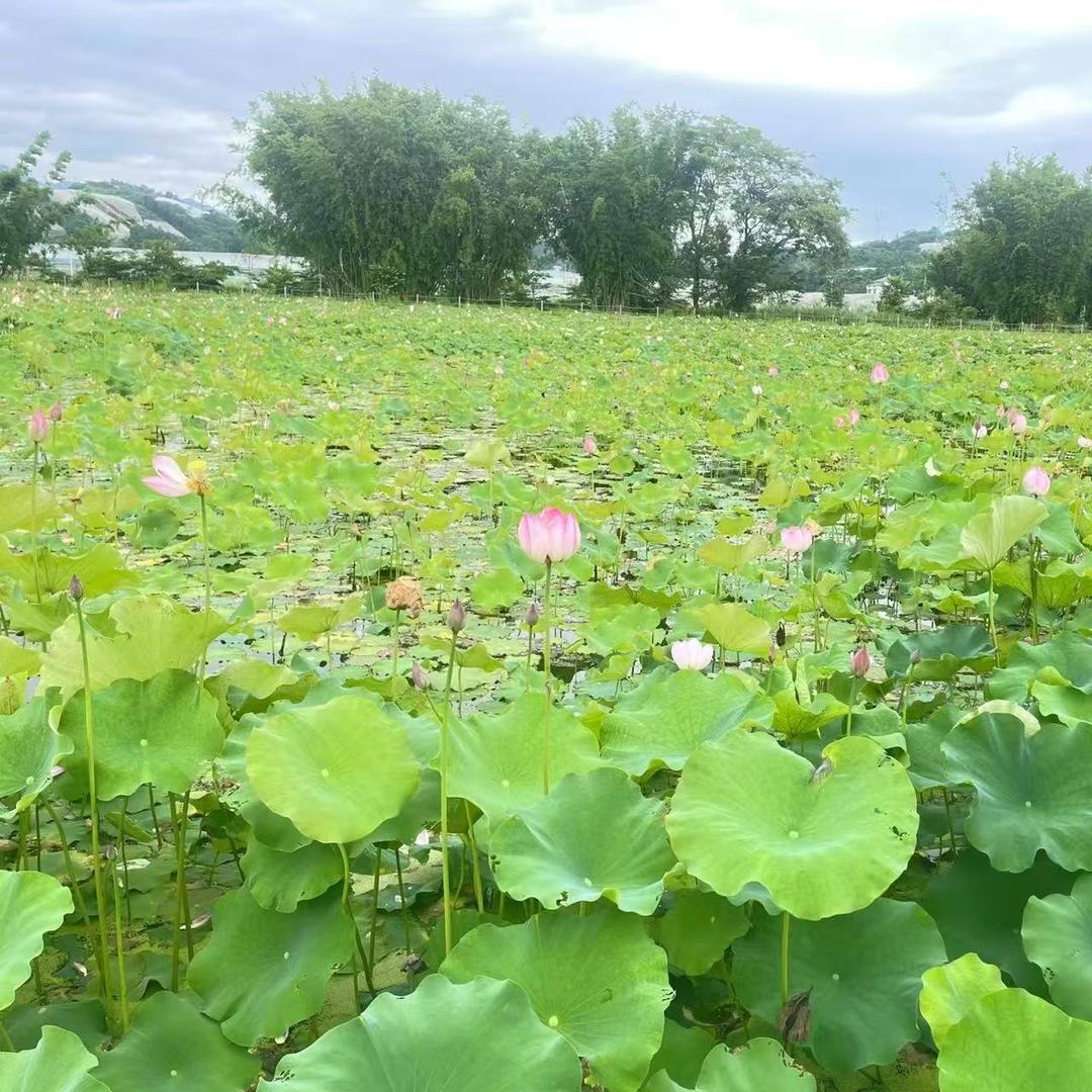 浩菲莲直播二号