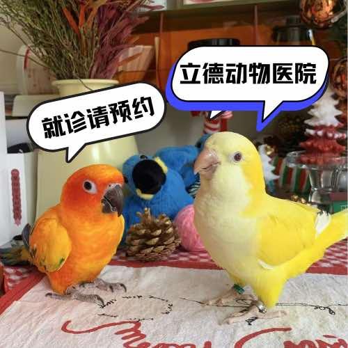 广州立德动物医院（犬猫.异宠.内窥镜）
