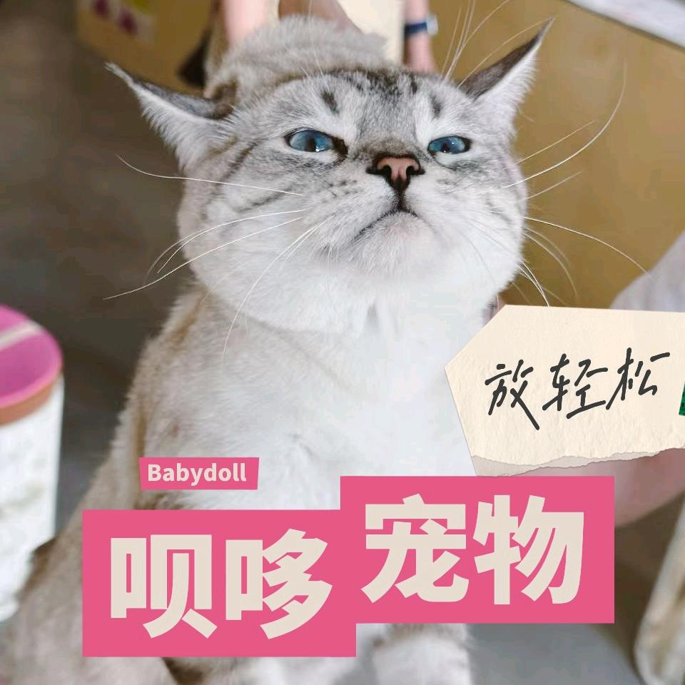 呗哆宠物Babydoll【林萃店】