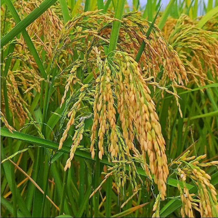 永康市冠优贸易有限公司宠粉号