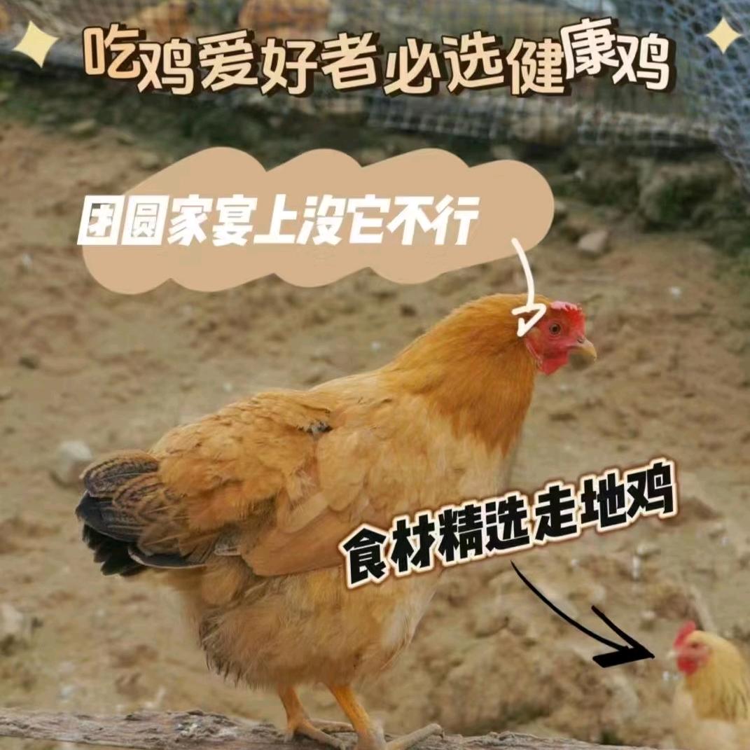 做柴火鸡的柱子锅