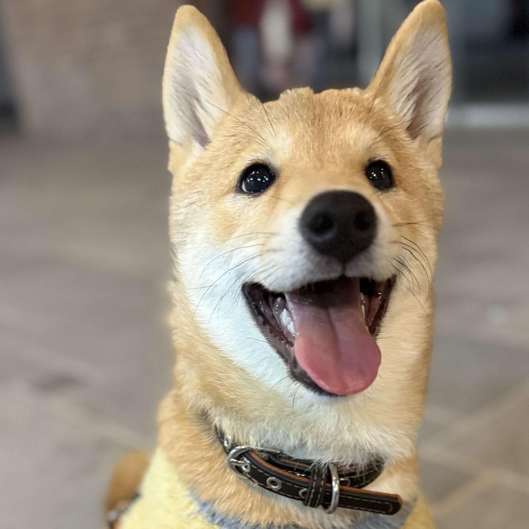 上海众坛职业技能培训学校宠粉号