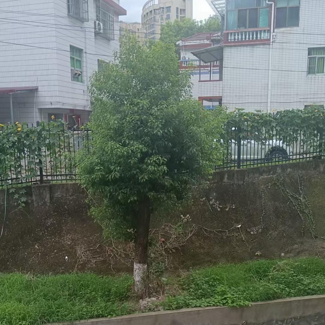 凌明耀多多百货号