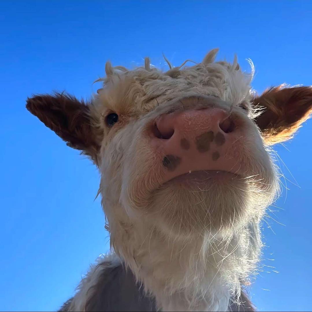 兰家牛羊肉14号