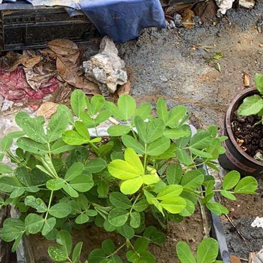 珺恒小鱼百货号