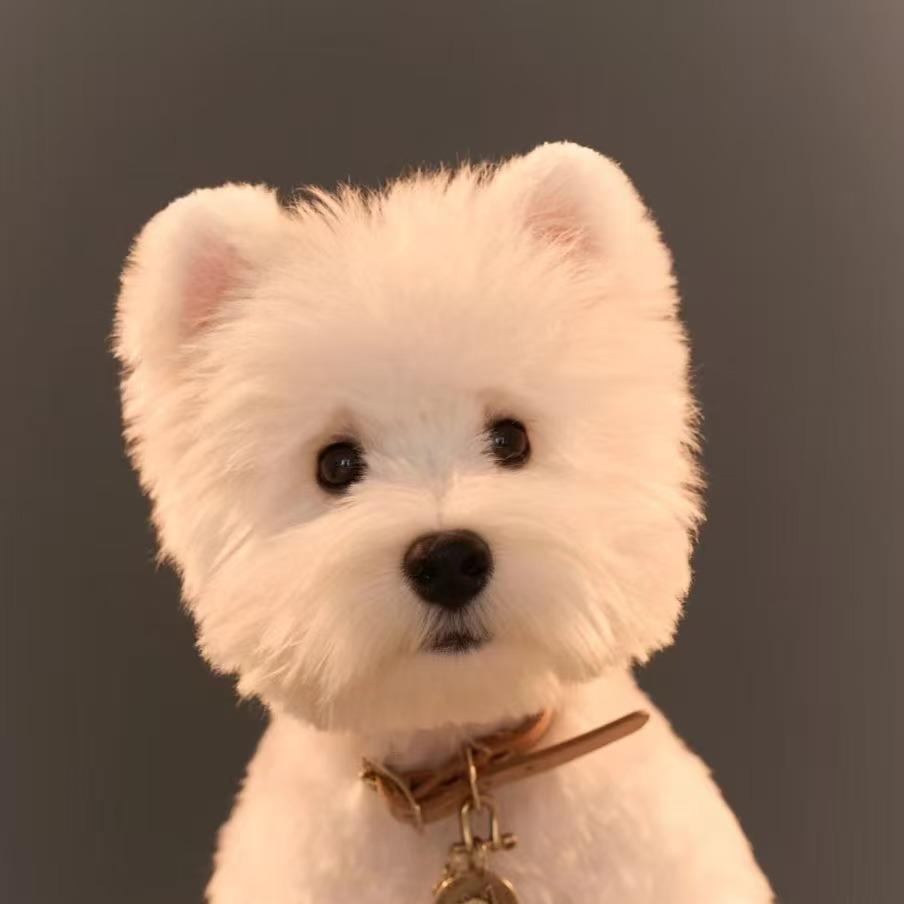 首席•西高地（乱康）