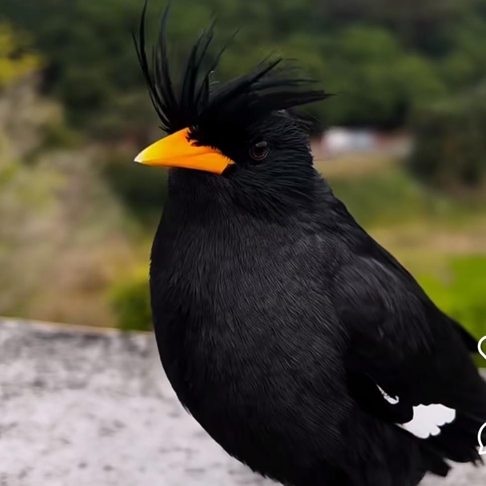 尚达八哥直播号