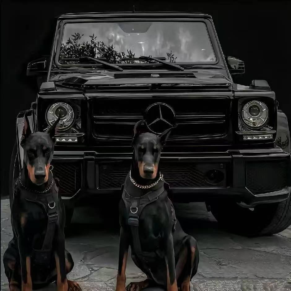 浩哥谋链直播号